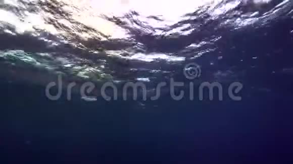 雷维莱盖多群岛罗卡帕蒂达岛的Salpamaxim和潜水员视频的预览图