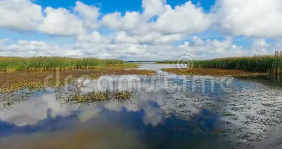 水面反射面的4k天线与植物和芦苇视频的预览图