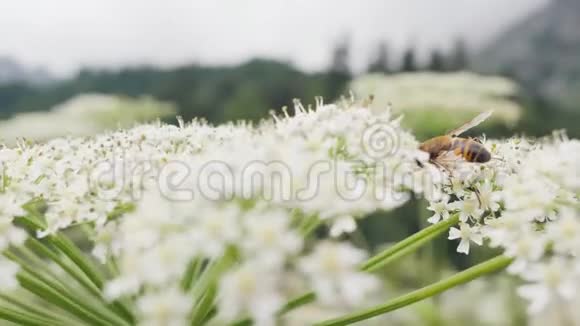 夏季野外采集野花花粉的蜜蜂视频的预览图