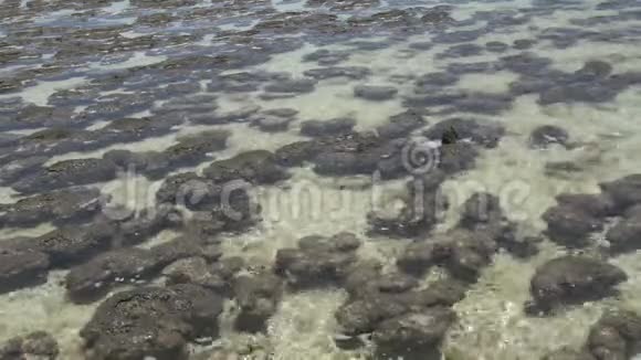 鲨鱼湾国家公园清水中的现代叠层石视频的预览图