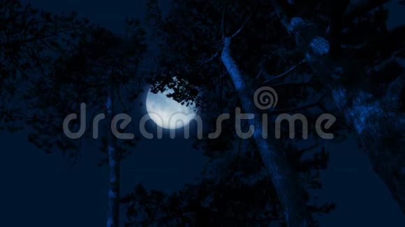 风中高大森林树木背后的月亮视频的预览图