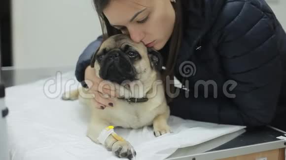 一只生病的狗在一家兽医诊所爪子里有导管视频的预览图