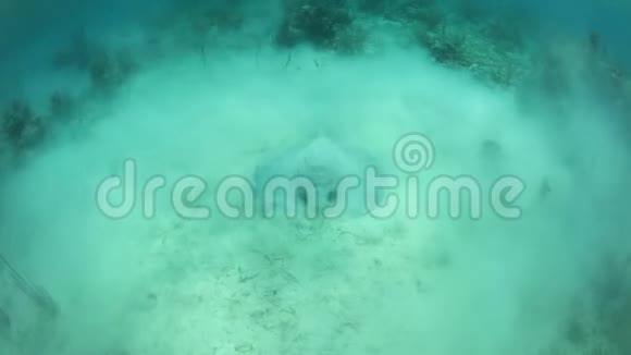 沙质海底粗尾黄貂鱼摄食视频的预览图