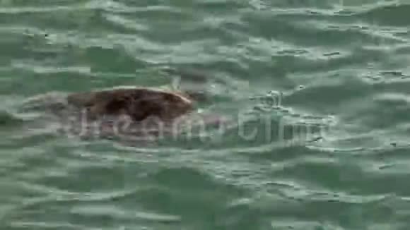 猴子米娅鲨鱼湾国家公园水面呼吸空气的海龟视频的预览图
