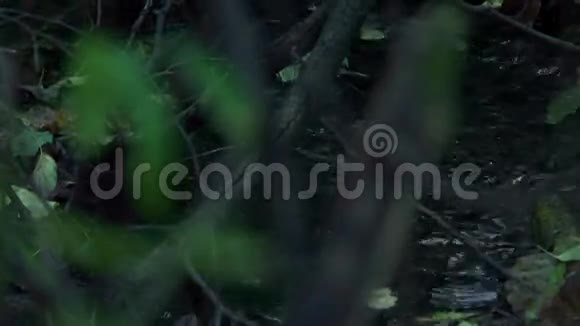 秋天河水在森林中流淌视频的预览图