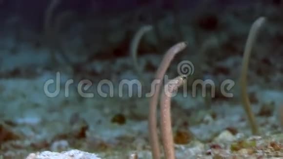 鳗鱼花园中的白盆鳗鱼视频的预览图