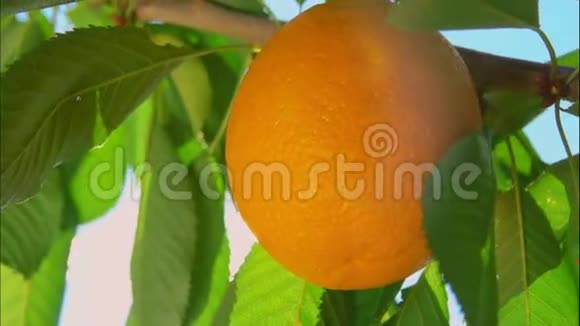 阳光透过成熟的橘子视频的预览图