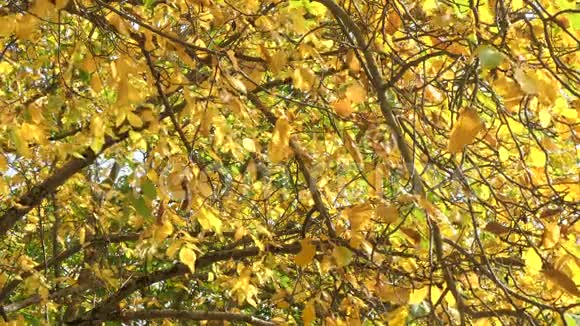 秋天刮风时美丽的落叶视频的预览图