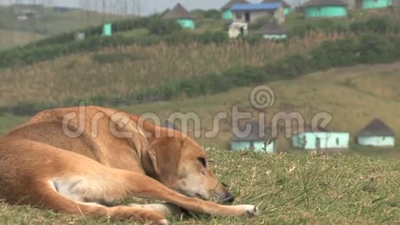 狗睡在村子外面的山上视频的预览图