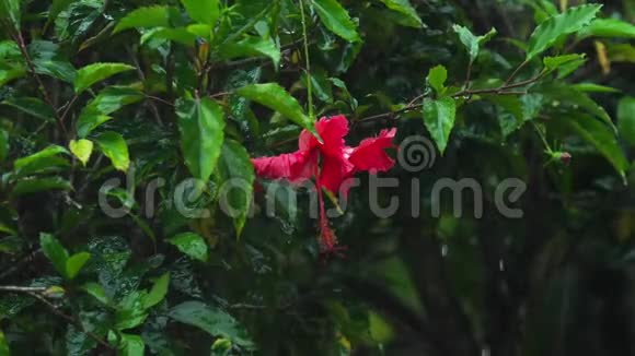 红芙蓉花雨下视频的预览图