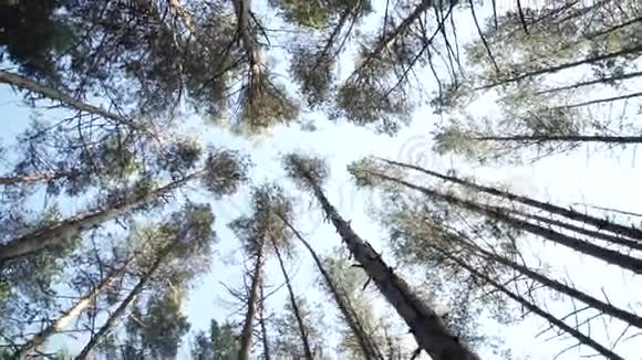 下午秋天的森林视频的预览图