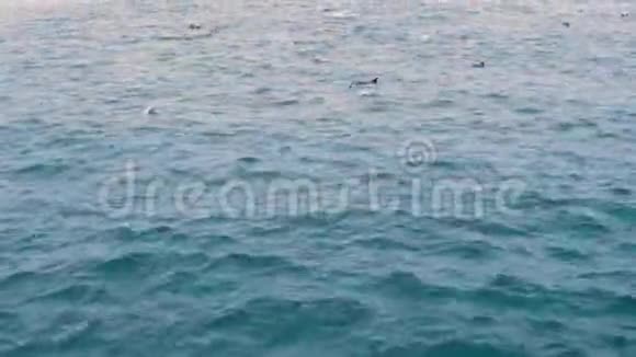 一群海豚在开阔的海洋里从船上观看视频的预览图