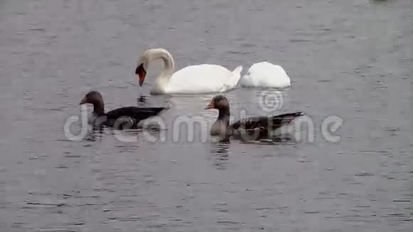 天鹅和鹅在湖里游泳视频的预览图