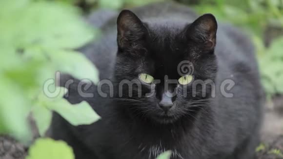 猫黑色的自然叶背景太阳植物茎夏春风叶丛视频的预览图