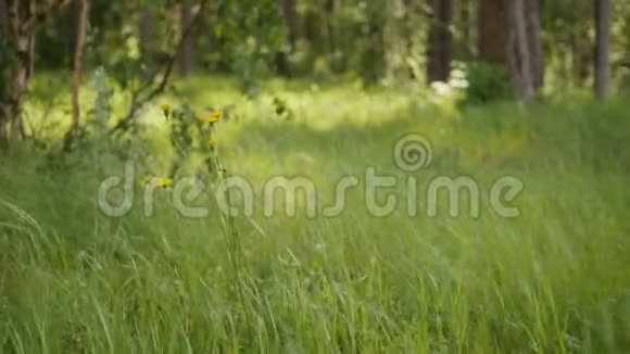 森林中的绿草夏季针叶树视频的预览图