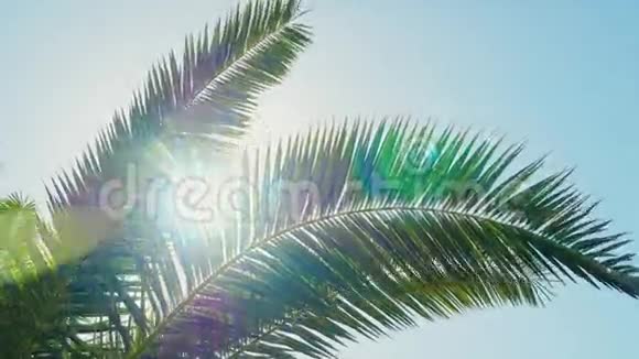 温暖的南方阳光明媚的一天太阳阳光穿过棕榈树的叶子透镜耀斑效应视频的预览图