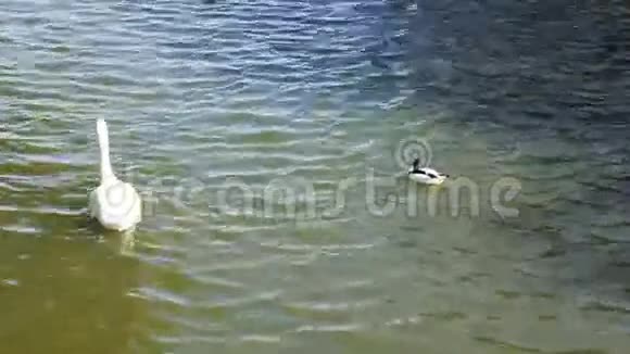 湖上的天鹅和鸭子视频的预览图