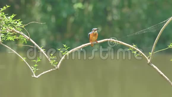 慢镜头电影的场景鸟翠鸟阿尔塞多在这站在树枝上警觉地环顾四周视频的预览图