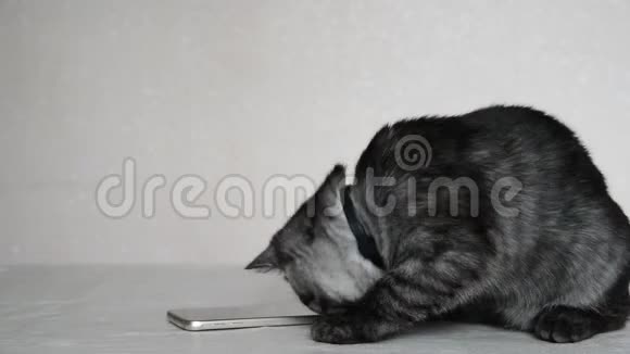 一只4个月大的小猫在玩手机视频的预览图