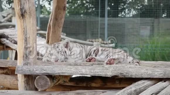 小白孟加拉虎在动物园睡觉视频的预览图