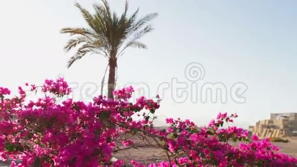 在埃及开花的灌木视频的预览图