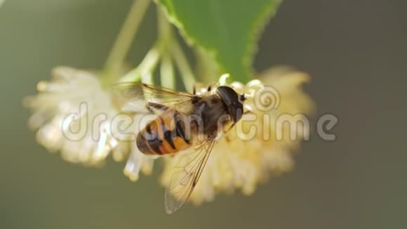 蜜蜂从树上的花朵中收集花粉视频的预览图