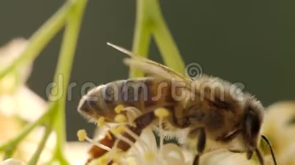蜜蜂从树上的花朵中收集花粉视频的预览图