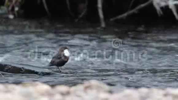 3月在苏格兰的埃尔金莫莱迪珀金格勒斯蘸水在洛西河上摇摆视频的预览图