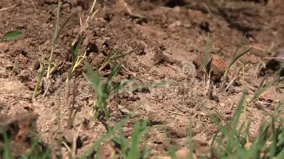 疯狂的蚂蚁爬过一个土堆视频的预览图