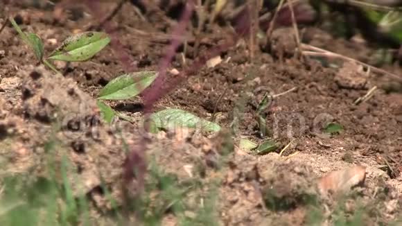 疯狂的蚂蚁爬过一个土丘背景中鸟儿叽叽喳喳视频的预览图
