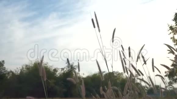 采集季节后稻田草甸视频的预览图