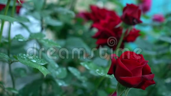 美丽的开花红玫瑰花在玫瑰花园里绿色模糊的自然背景和文字的地方视频的预览图