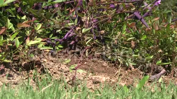疯狂的蚂蚁爬过一个土丘背景中鸟儿叽叽喳喳视频的预览图