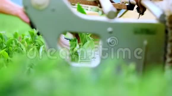 两个人在一个茶园里采茶用自动切割器切割切割和组装茶叶视频的预览图