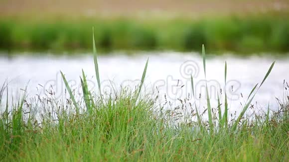 草地在湖的背景下摇曳视频的预览图