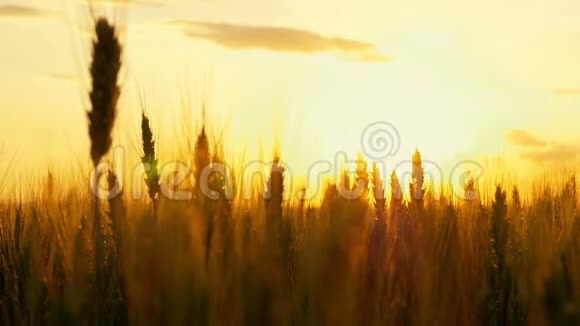 美丽的金色阳光透过小麦穗照耀视频的预览图