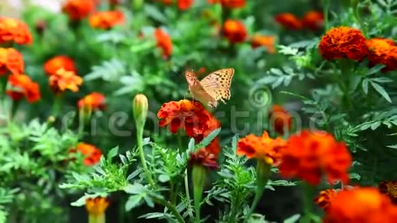 蝴蝶荨麻疹坐在一朵花上视频的预览图