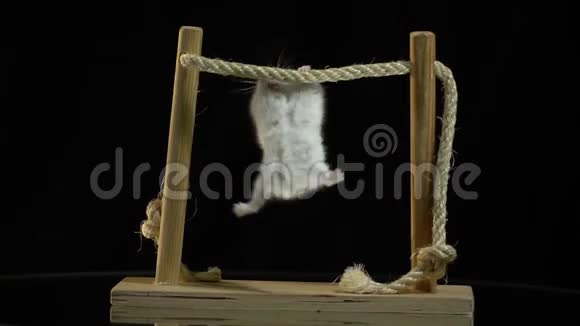 一只可爱的白色仓鼠停在展示桌上旋转的木条上视频的预览图