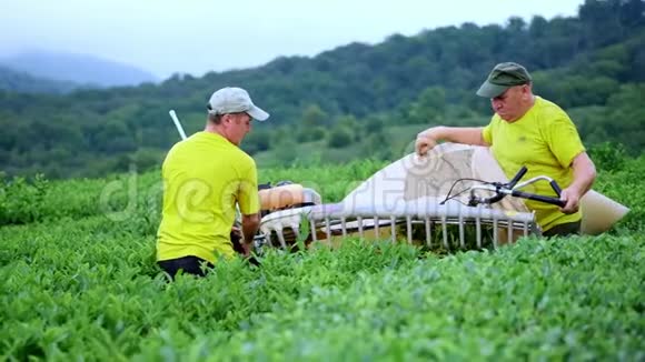 两个人在一个茶园里采茶用自动切割器切割切割和组装茶叶视频的预览图