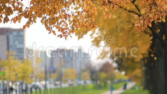 城市景观在一个大城市的背景下有金色叶子的树木视频的预览图