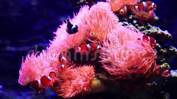 在水族馆里的小丑鱼视频的预览图