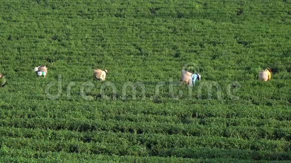 农民在茶场采茶视频的预览图