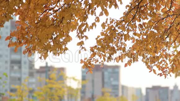 城市景观在一个大城市的背景下有金色叶子的树木视频的预览图