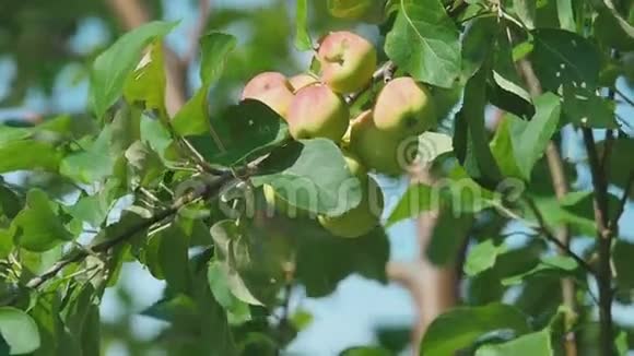 黄红色的苹果在树上视频的预览图