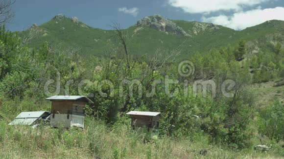 蜜蜂在山上蜂巢视频的预览图