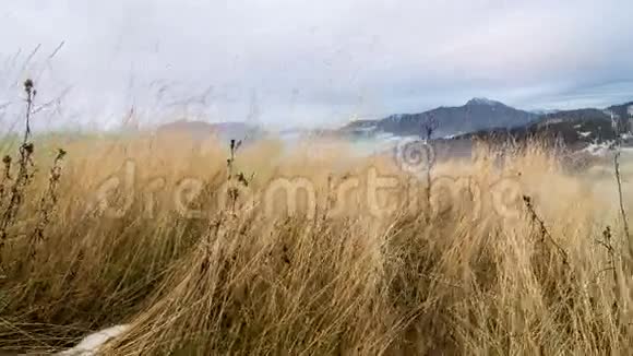 多利在干燥的草地上拍摄多云天气初冬雾蒙蒙的景观时间流逝视频的预览图