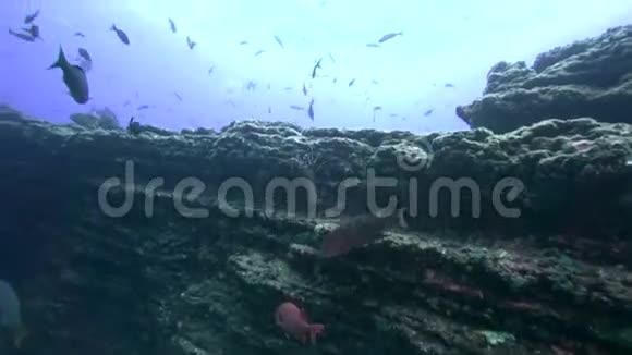 雷维莱盖多群岛圣贝代迪托岛附近的El锅炉岩石中的索科罗刺龙虾视频的预览图