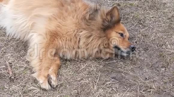 红院子的杂种狗躺在地上视频的预览图