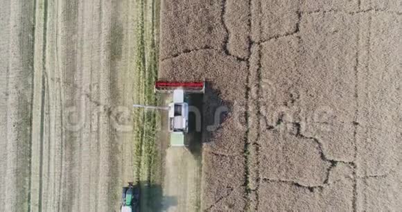 联合收割机收割油菜田农业农民收割油料视频的预览图
