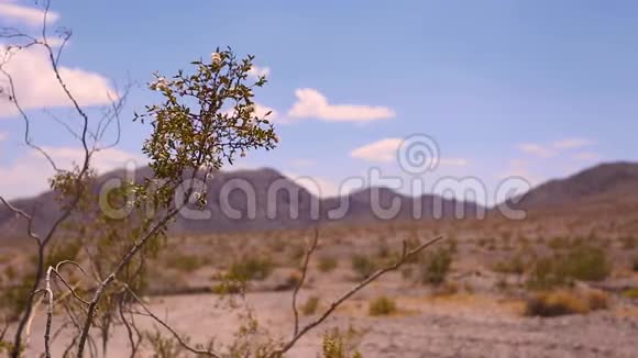 野漠植物迎风招展视频的预览图
